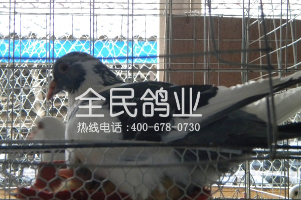 杂交王鸽